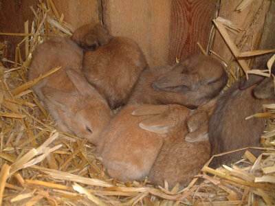 Ferienhaus Ehlers/Coors